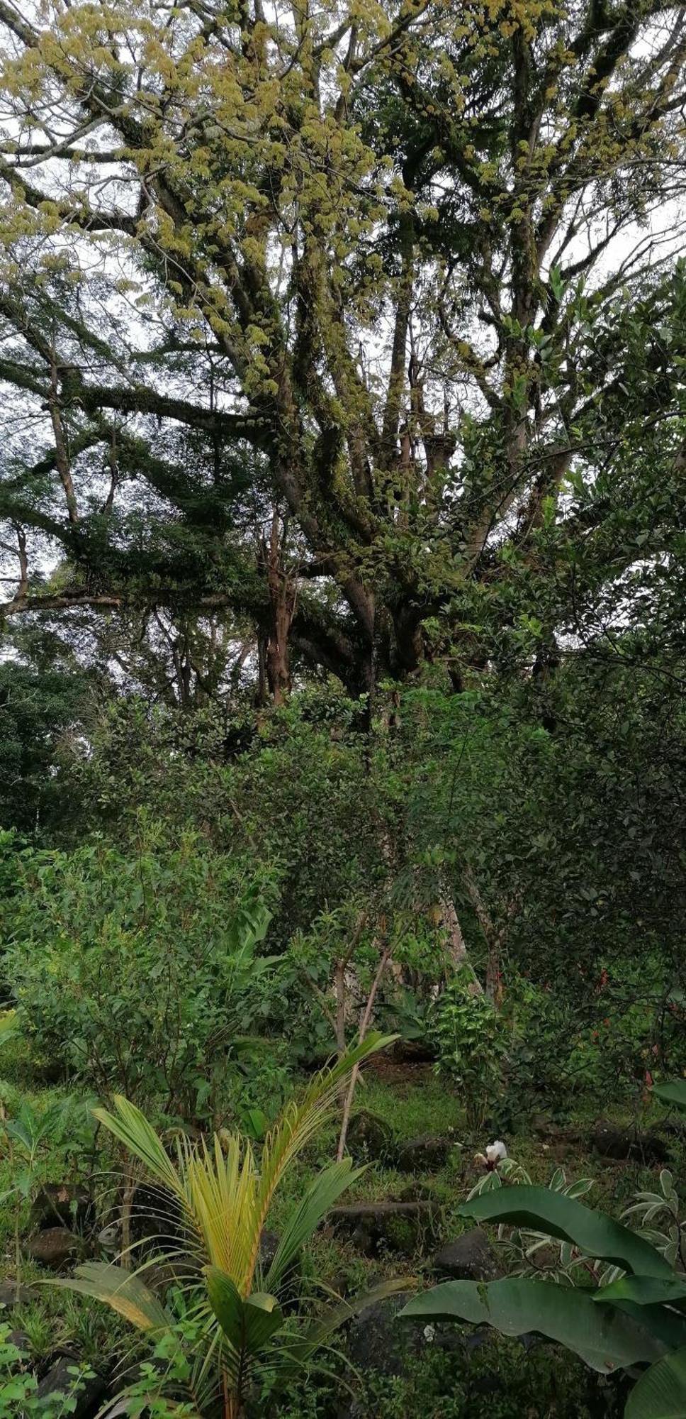 Casa De Andrea Villa Santo António Buitenkant foto